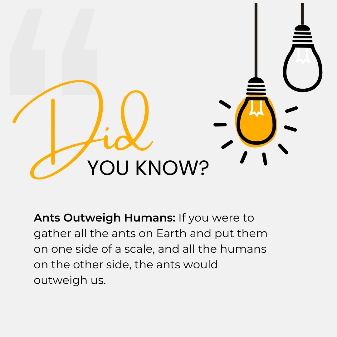 Fun Facts Image 2