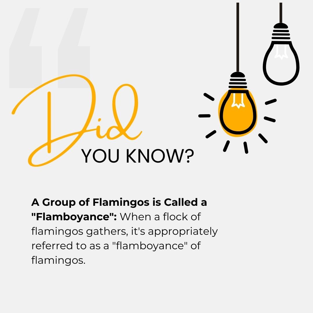 Fun Facts Image 2