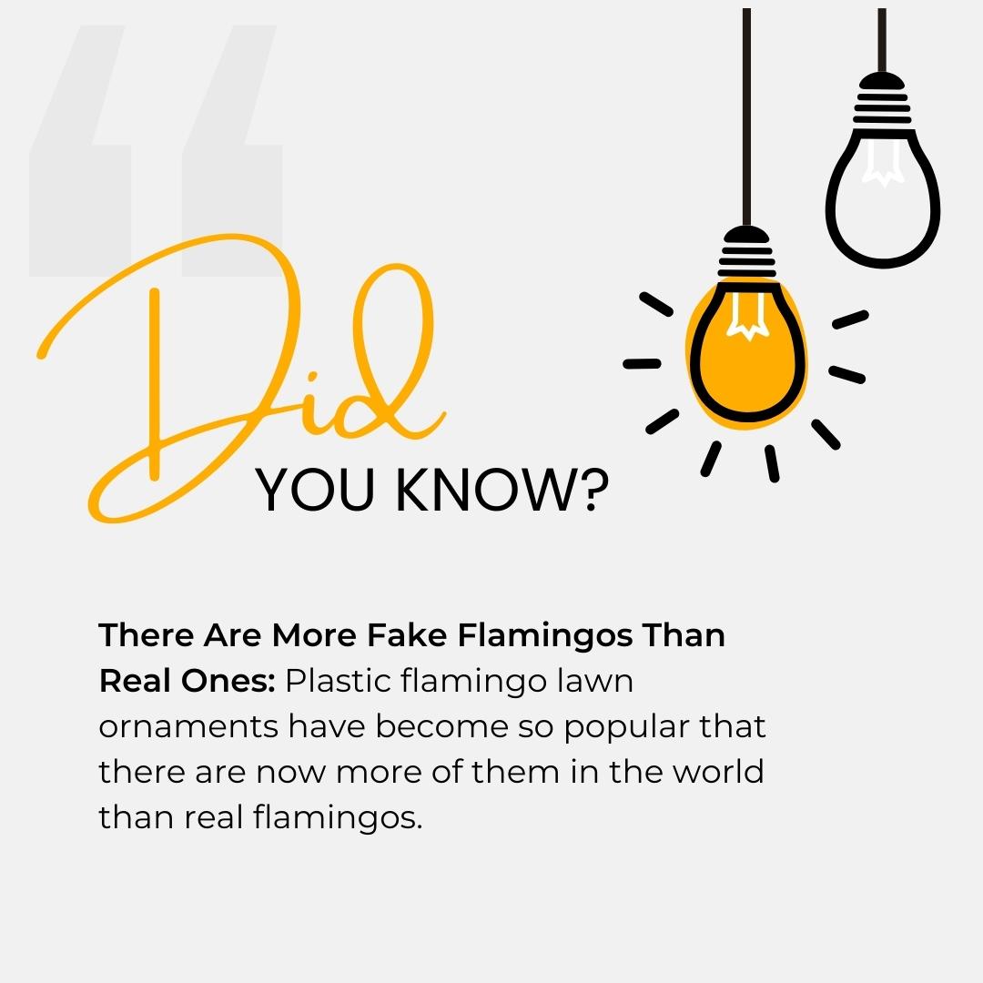 Fun Facts Image 1
