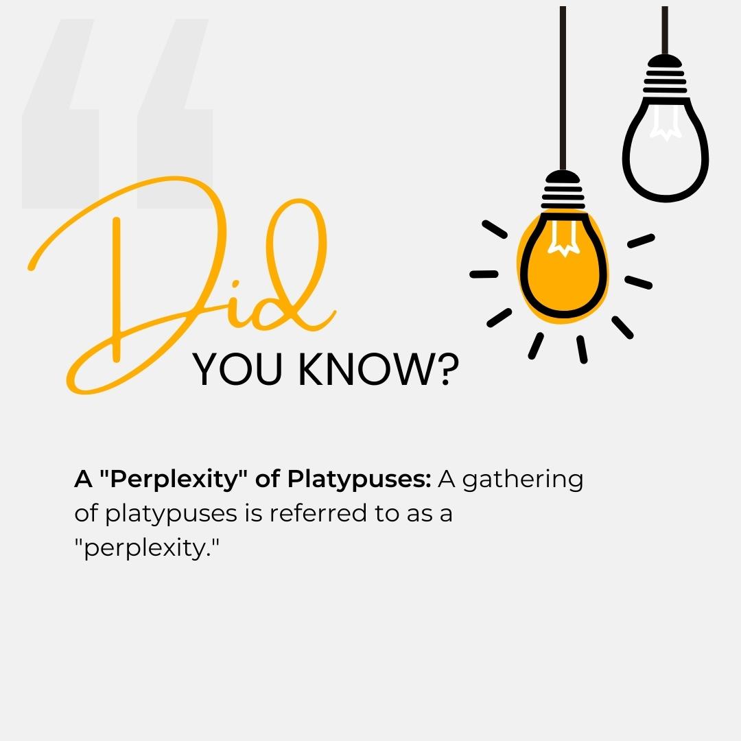 Fun Facts Image 1